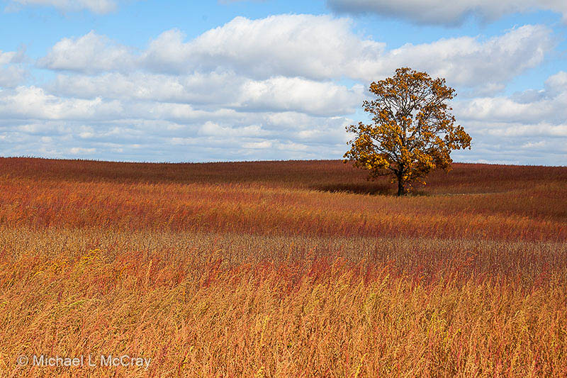 Nature & Scenic Image