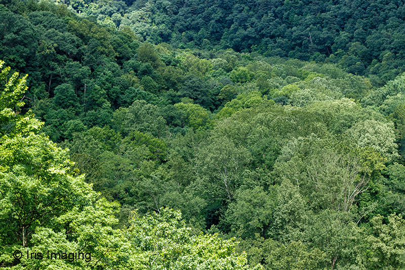 Mohican Forest Gorge Overlook