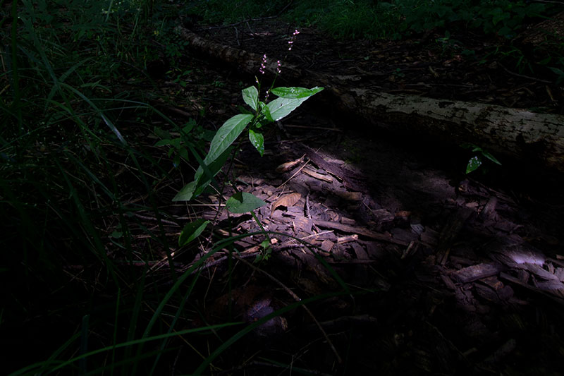 Along trail at Spencer Lake