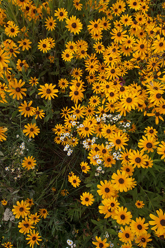 Flowers Along Spencer Lake